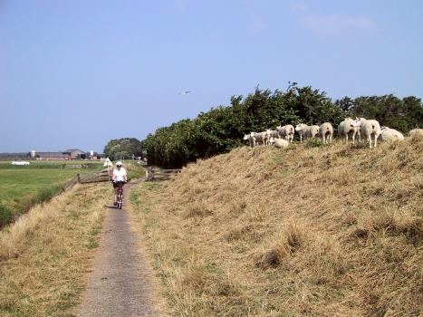 Sheep sharing the bike route<br>Netherlands, Cathy, Bicycles, Scenery ; 2000